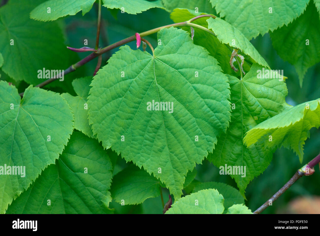 Small-leaved lime, Tilia cordata, young leaves in spring, Berkshire, May Stock Photo