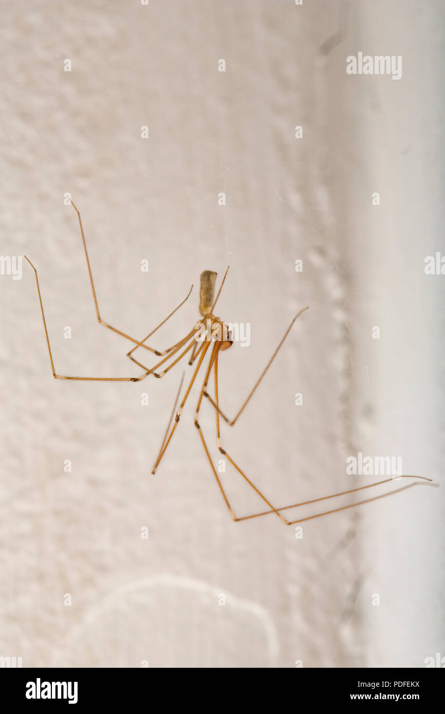 A Daddy-Long-Legs spider, Pholcus phalangioides, inside a home. Dorset England UK GB Stock Photo