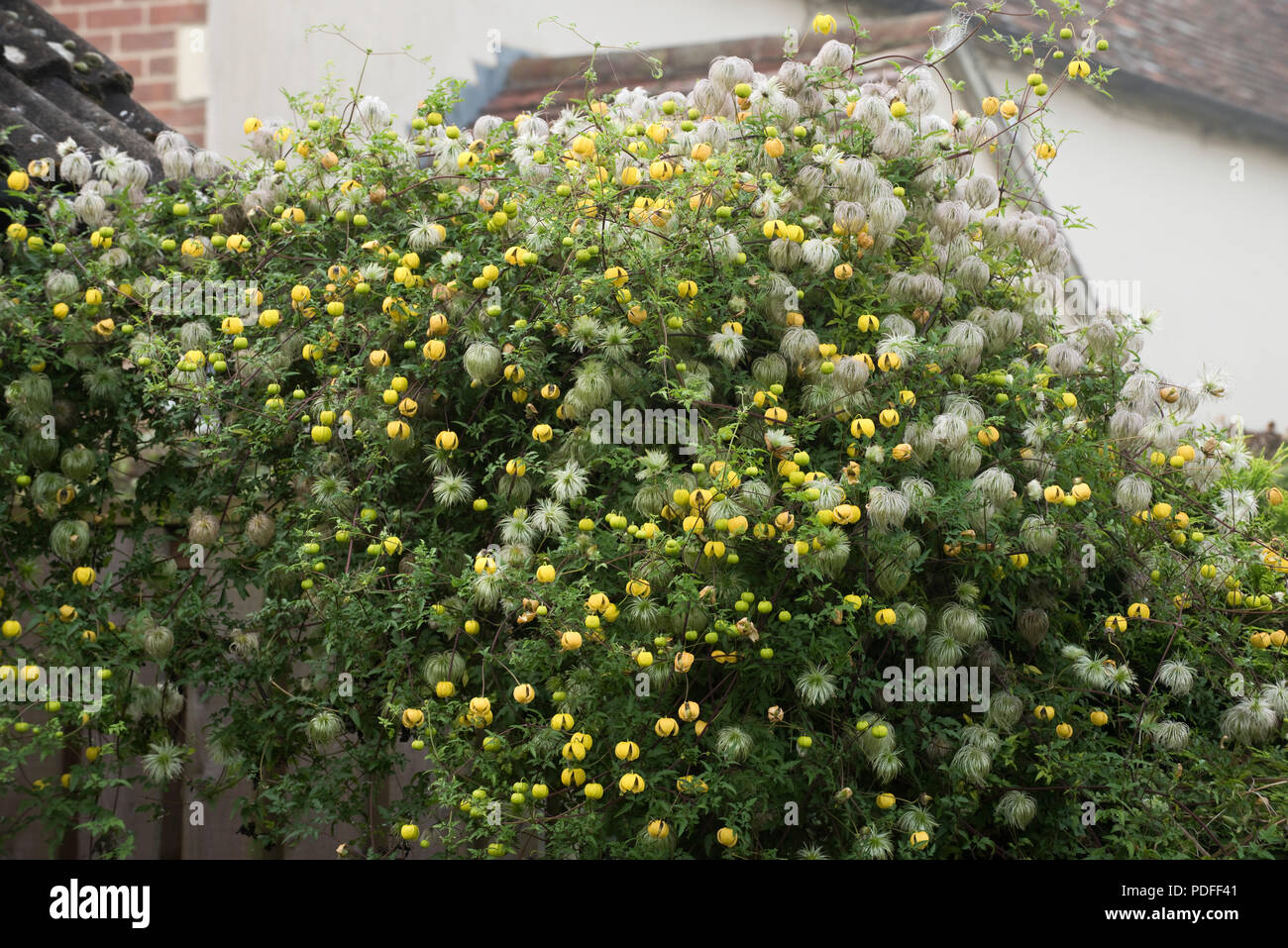Golden clematis, Clematis tangutica, flowering and seeding over a garden gate and a conifer hedge, Berkshire, September Stock Photo