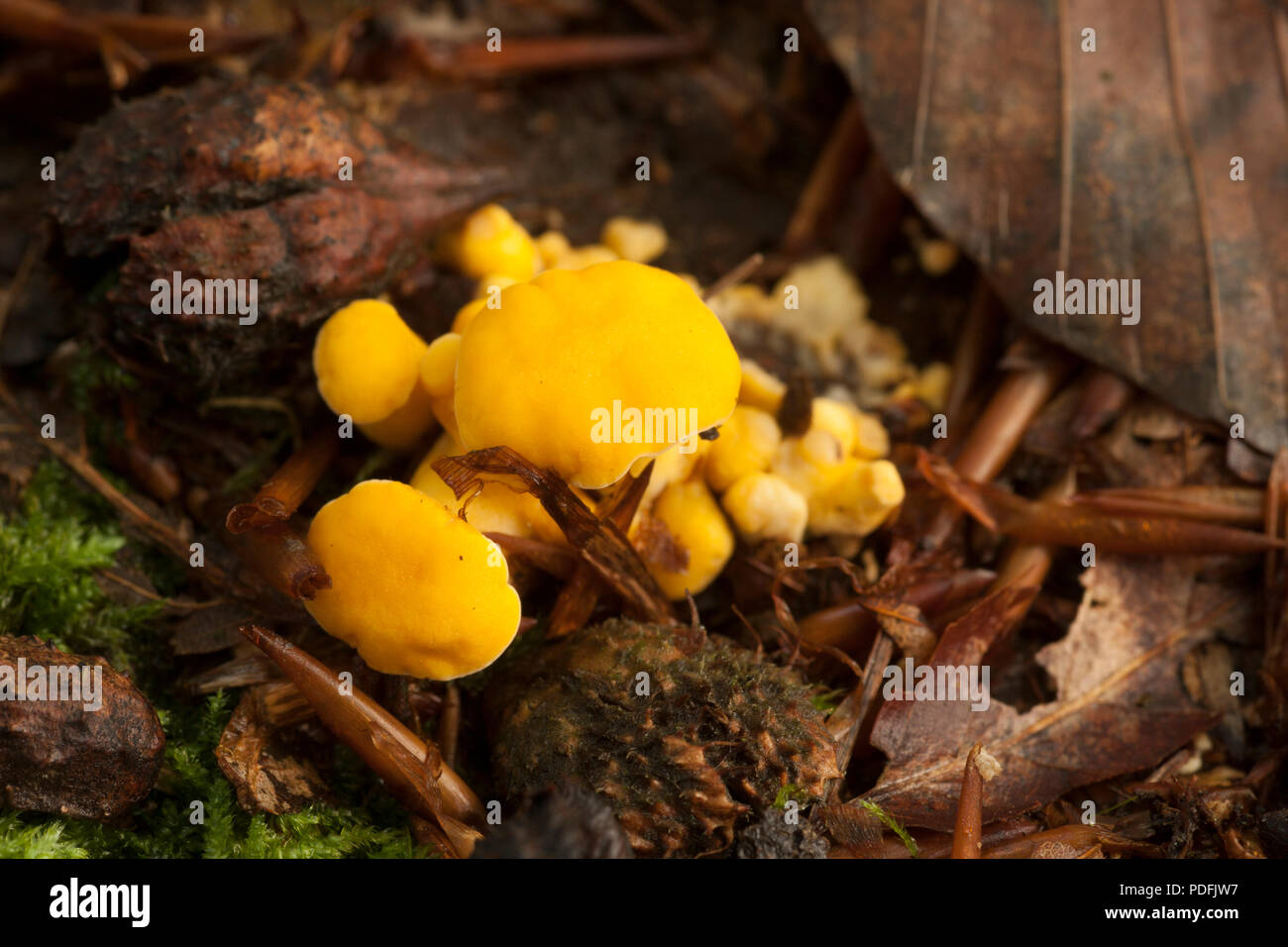 Chanterelles, Cantharellus cibarius, growing in the New Forest in Hampshire England UK GB Stock