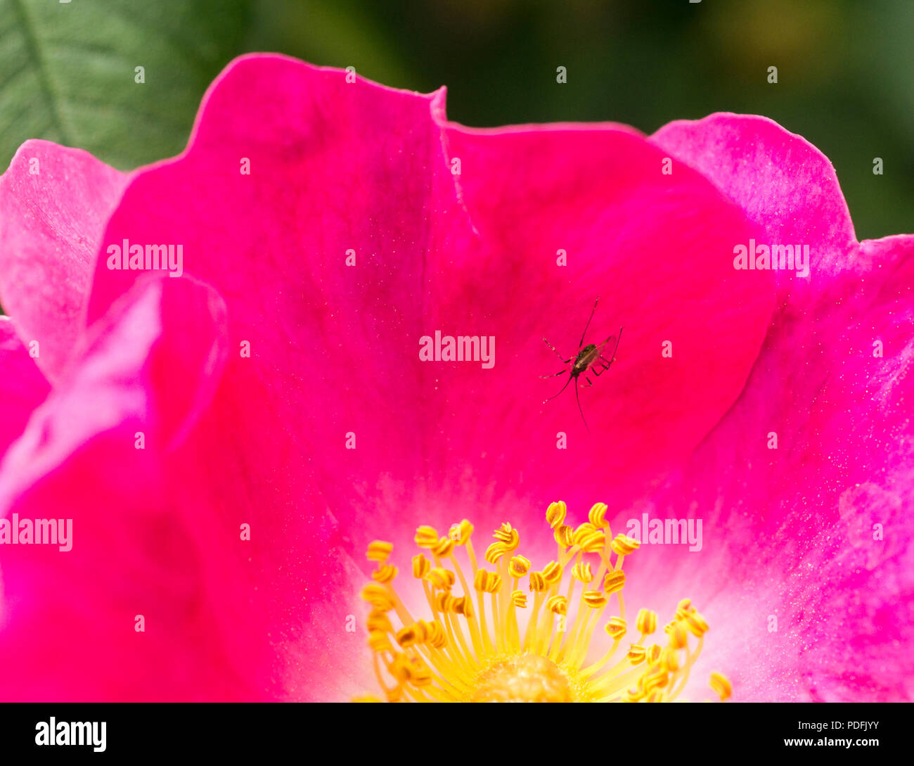 Pink bluehende Hundsrose Stock Photo