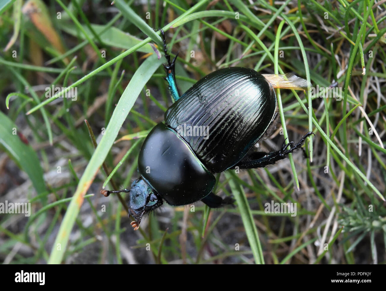 dor beetle;dung beetle;geotrupes stercorarius;north uist;scotland Stock Photo