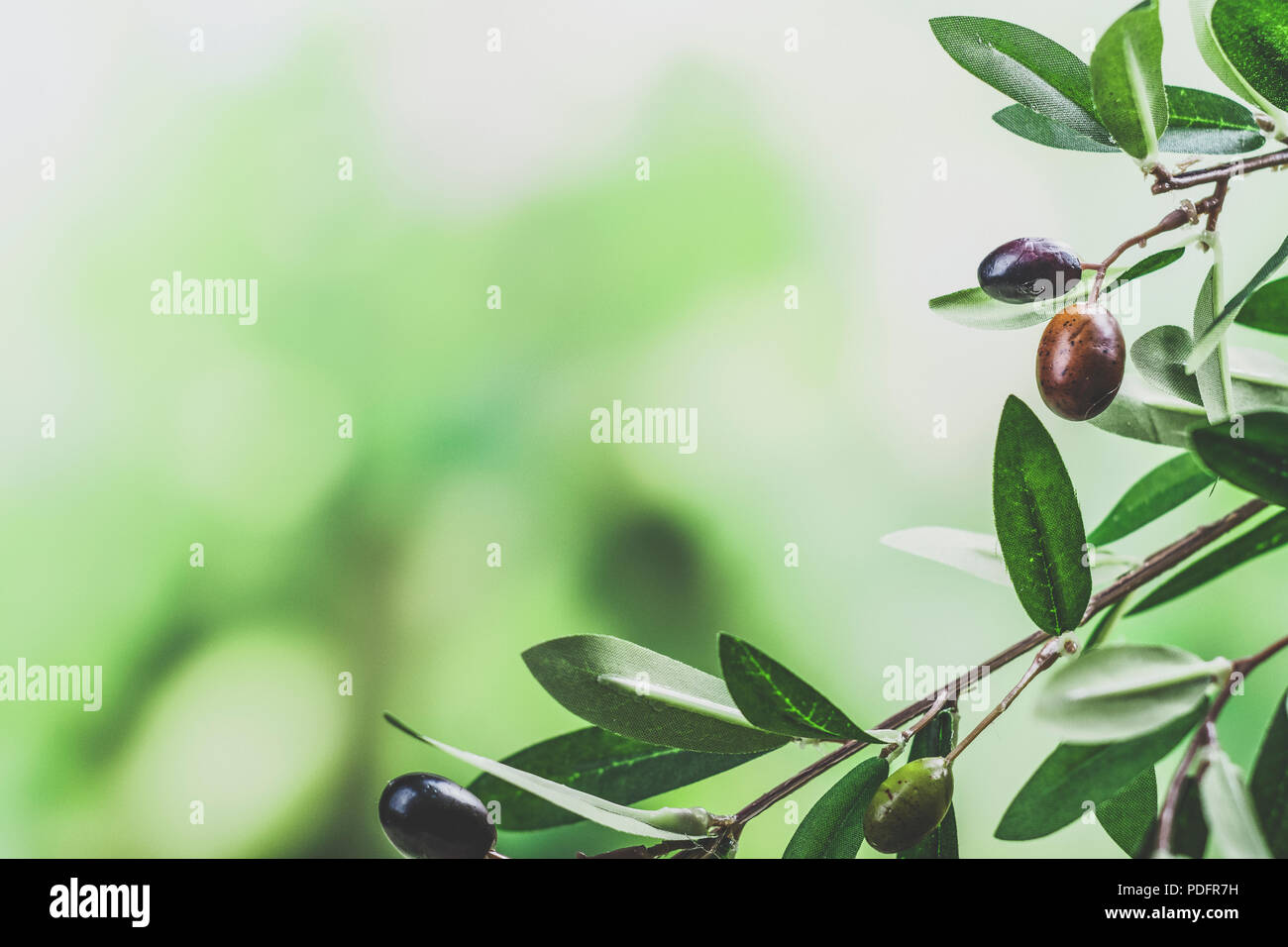 Green olive tree branch with green and black olives Stock Photo Alamy