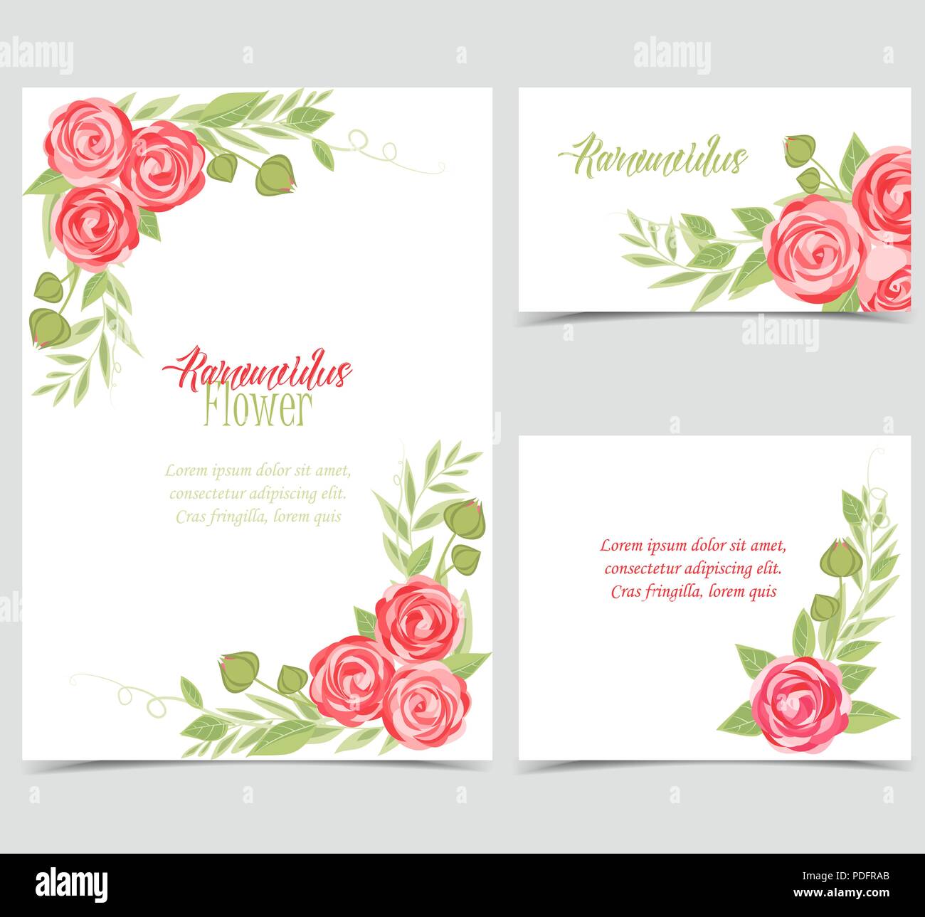 Vector illustration of ranunculus flower. Background with pink flowers ...