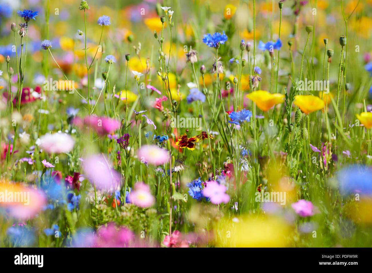 Dreamy field of flowers hi-res stock photography and images - Alamy