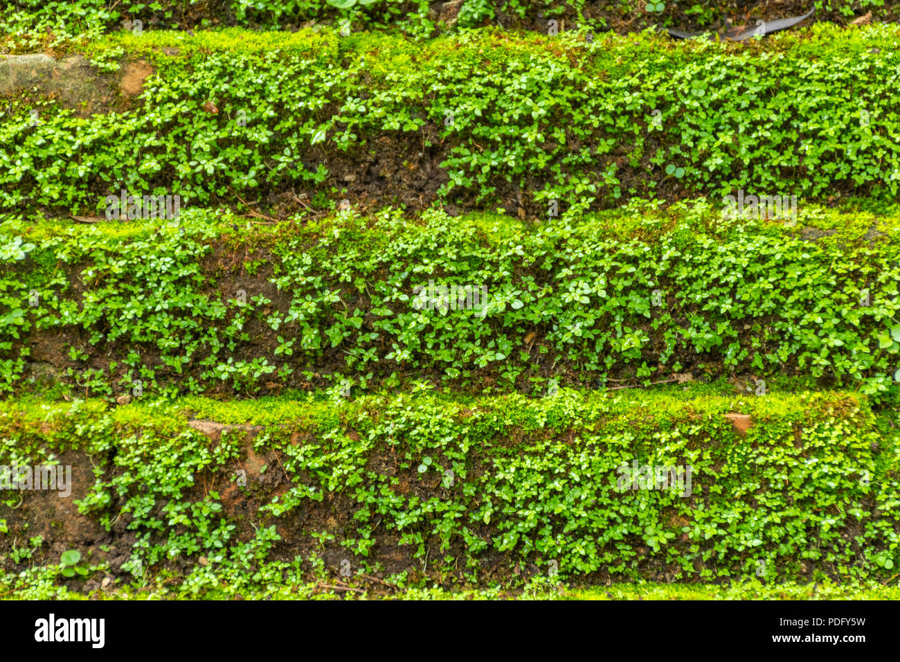 Old brick wall covering with green moss and plant Stock Photo Alamy