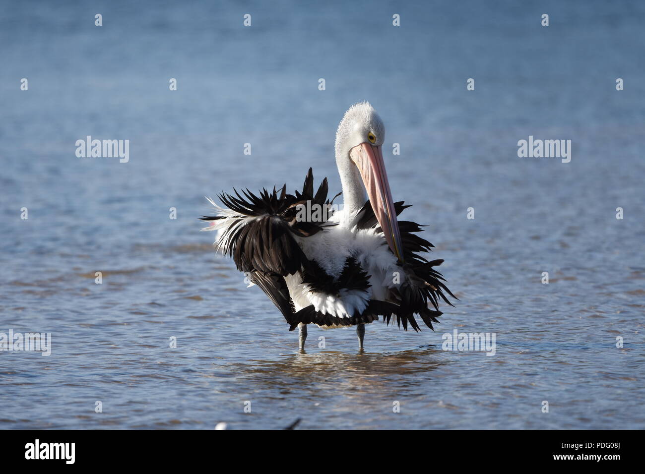 Pelicans,Pelicans are a genus of large water birds that make up the family Pelecanidae. Stock Photo