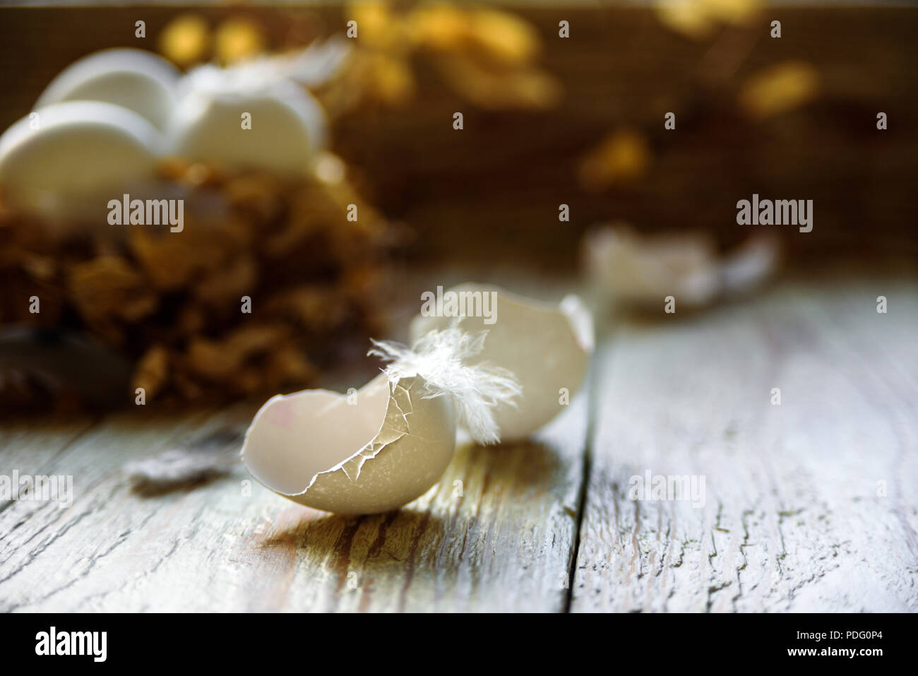 White eggs inthe nest with cracked shell near it. Feather of bird and branches Stock Photo