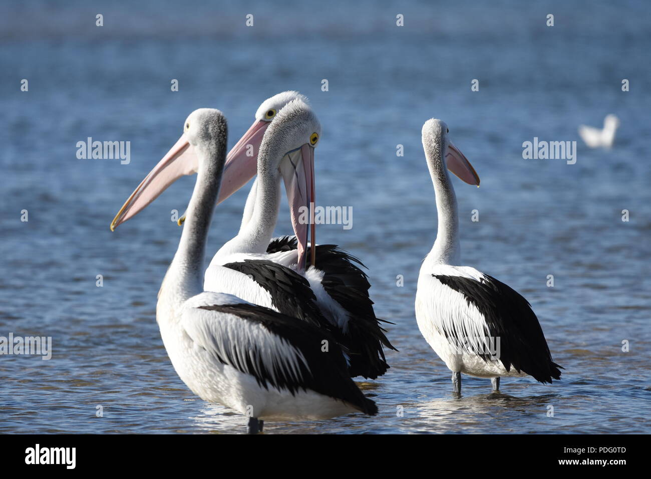 Pelicans,Pelicans are a genus of large water birds that make up the family Pelecanidae. Stock Photo