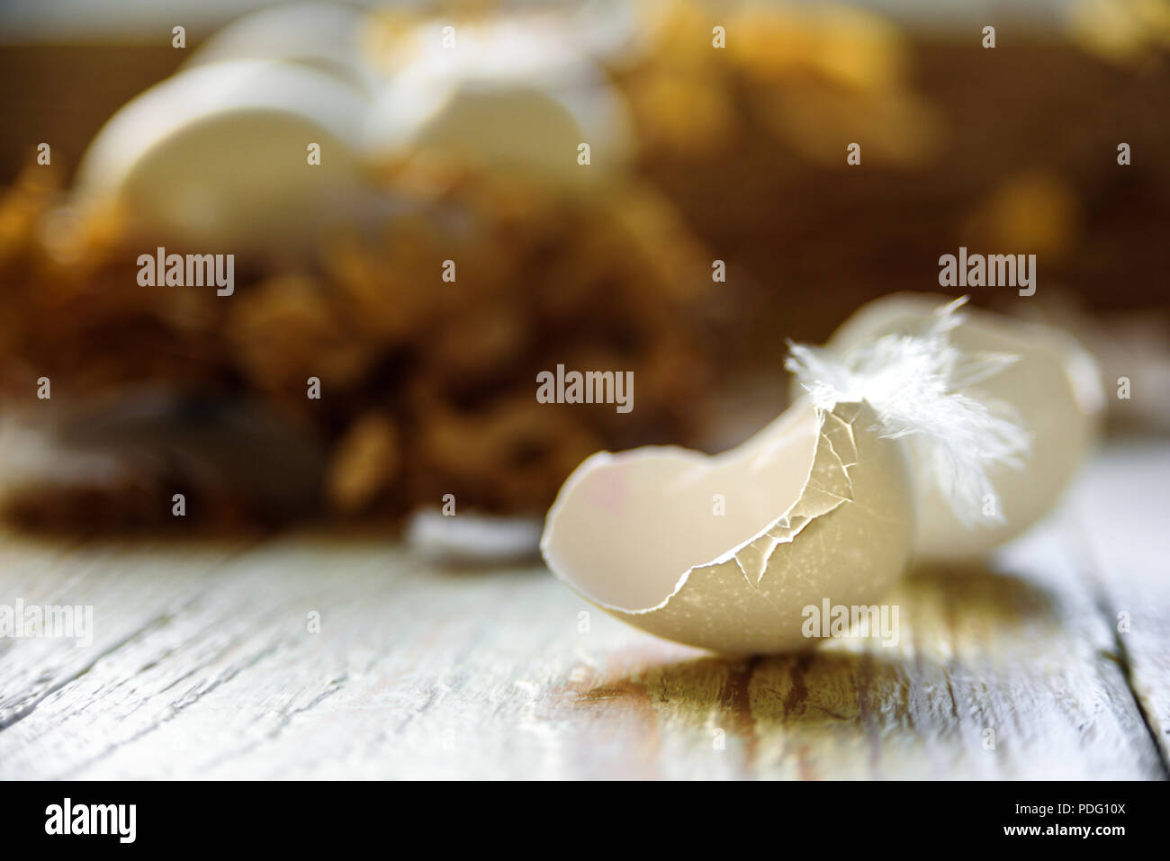 White eggs inthe nest with cracked shell near it. Feather of bird and branches Stock Photo