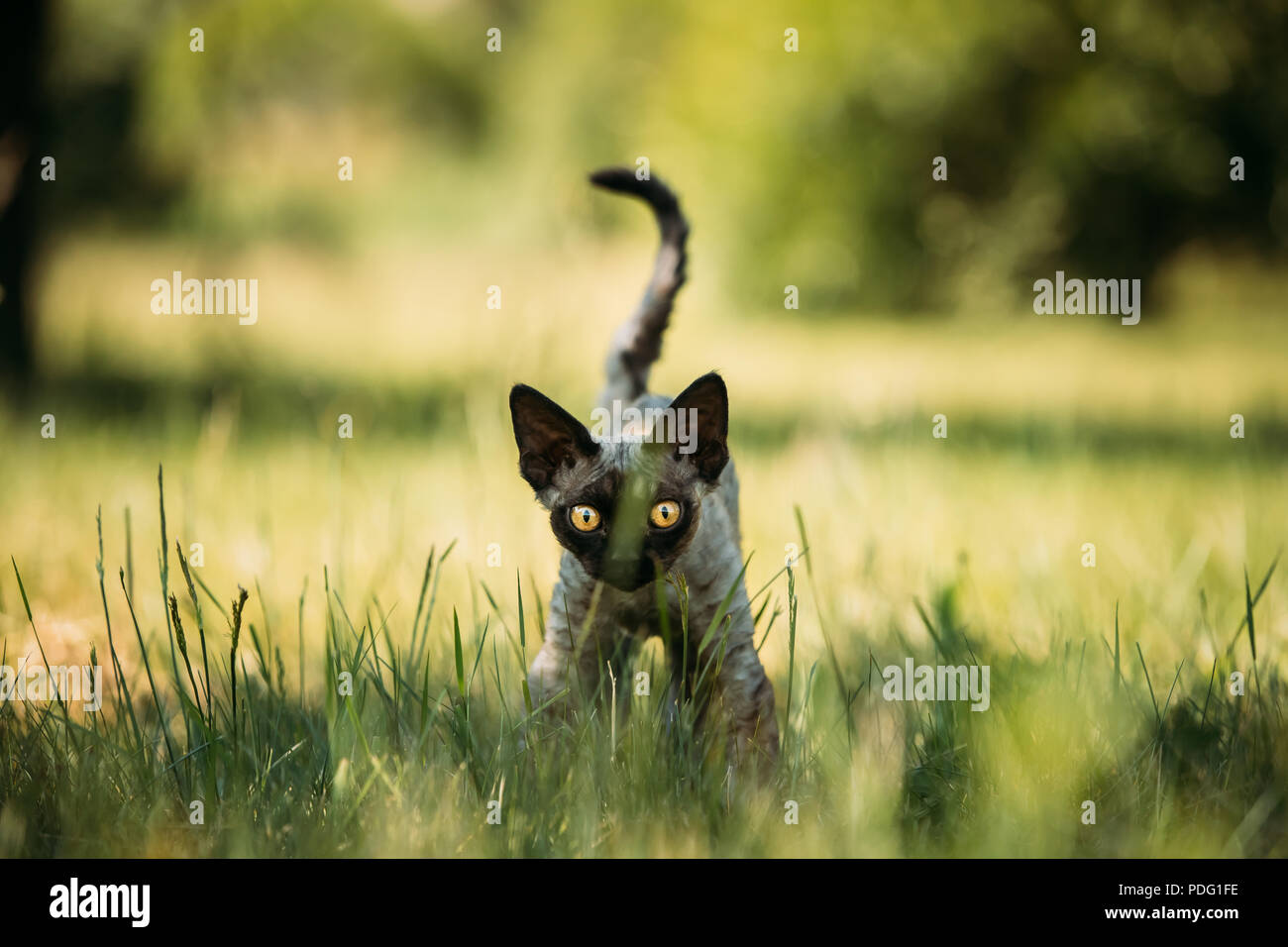 Funny Young Gray Devon Rex Kitten In Green Grass Short Haired Cat