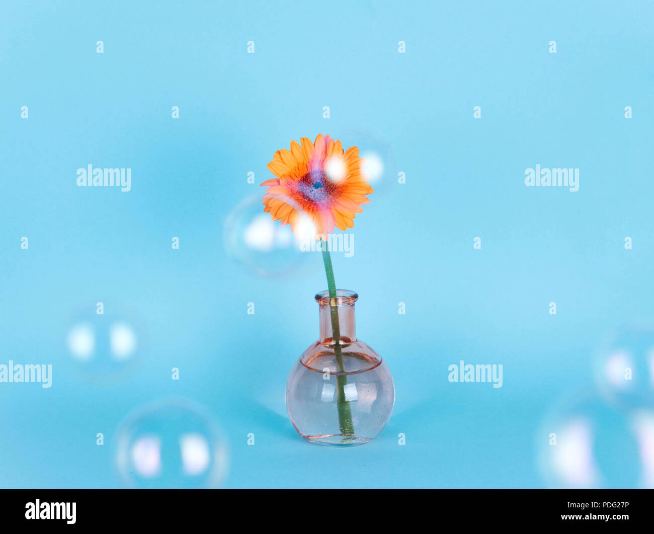 Orange daisy flower in a vase on trendy background. Stock Photo