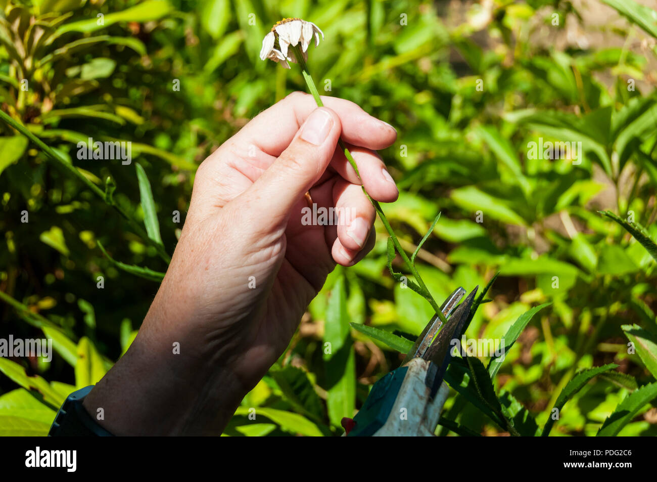 Woman dead heading a Shasta daisy to encourage the plant to produce more flowers. Stock Photo