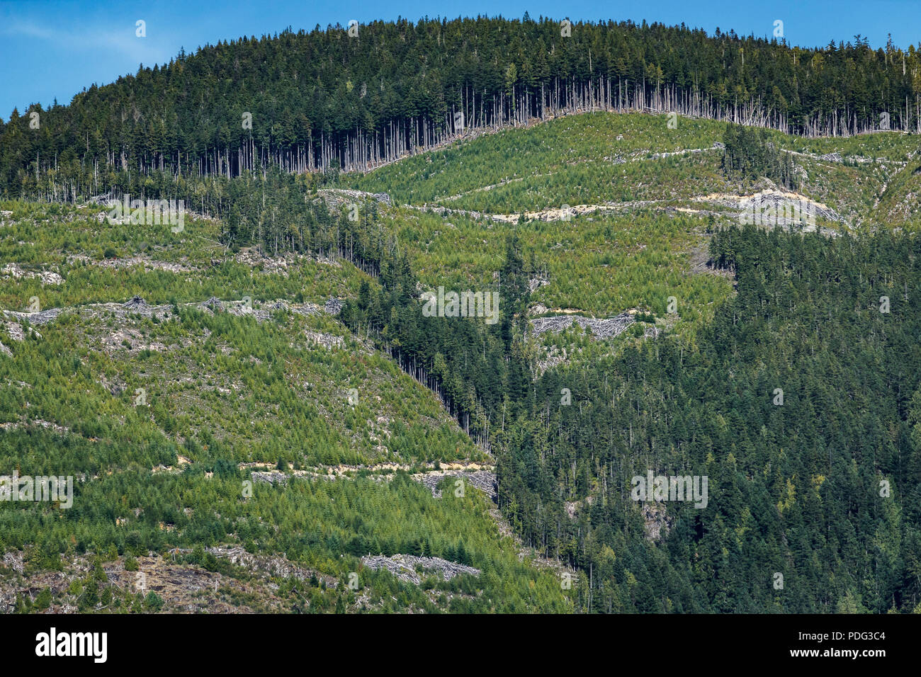 A large part of a mountainside in coastal British Columbia has been replanted, but logging roads, felled trees and slash still scar the landscape. Stock Photo