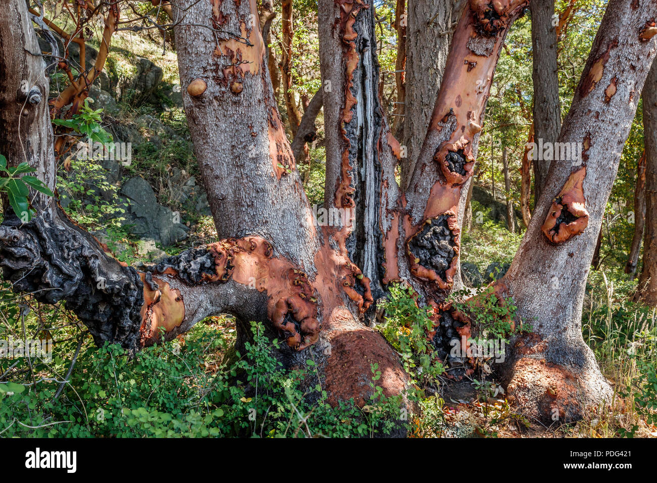 Sunlight and shadows fall on a cluster of arbutus trunks in a forest, with prominent cankers and irregular calluses likely from a a fungal disease. Stock Photo