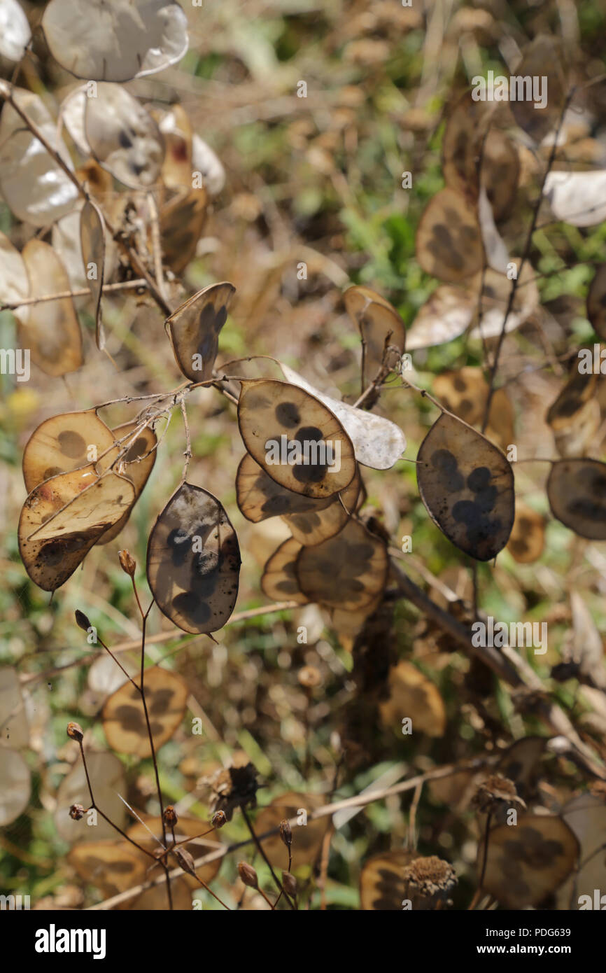 Drying oval flat seed head still on the plant with visible seeds Stock