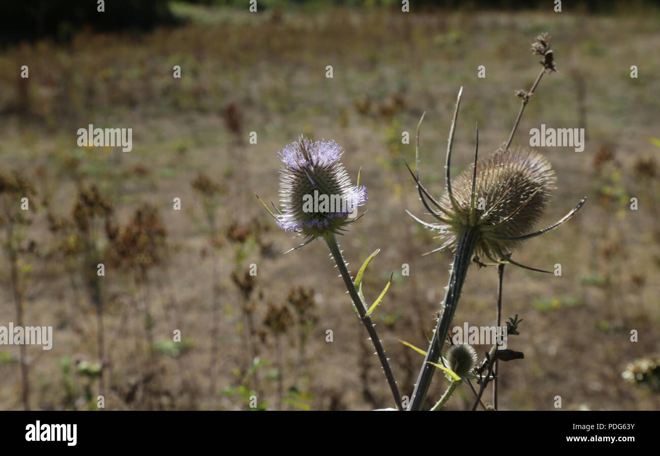 two-headed-thistle-also-known-as-teasels-stock-photo-alamy