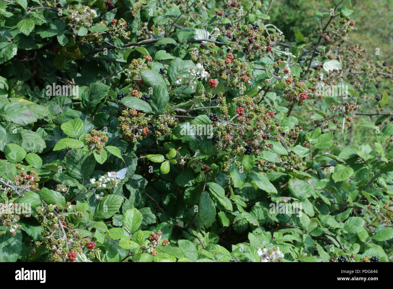 Busy green Hedgerow  of blackberry plants Stock Photo