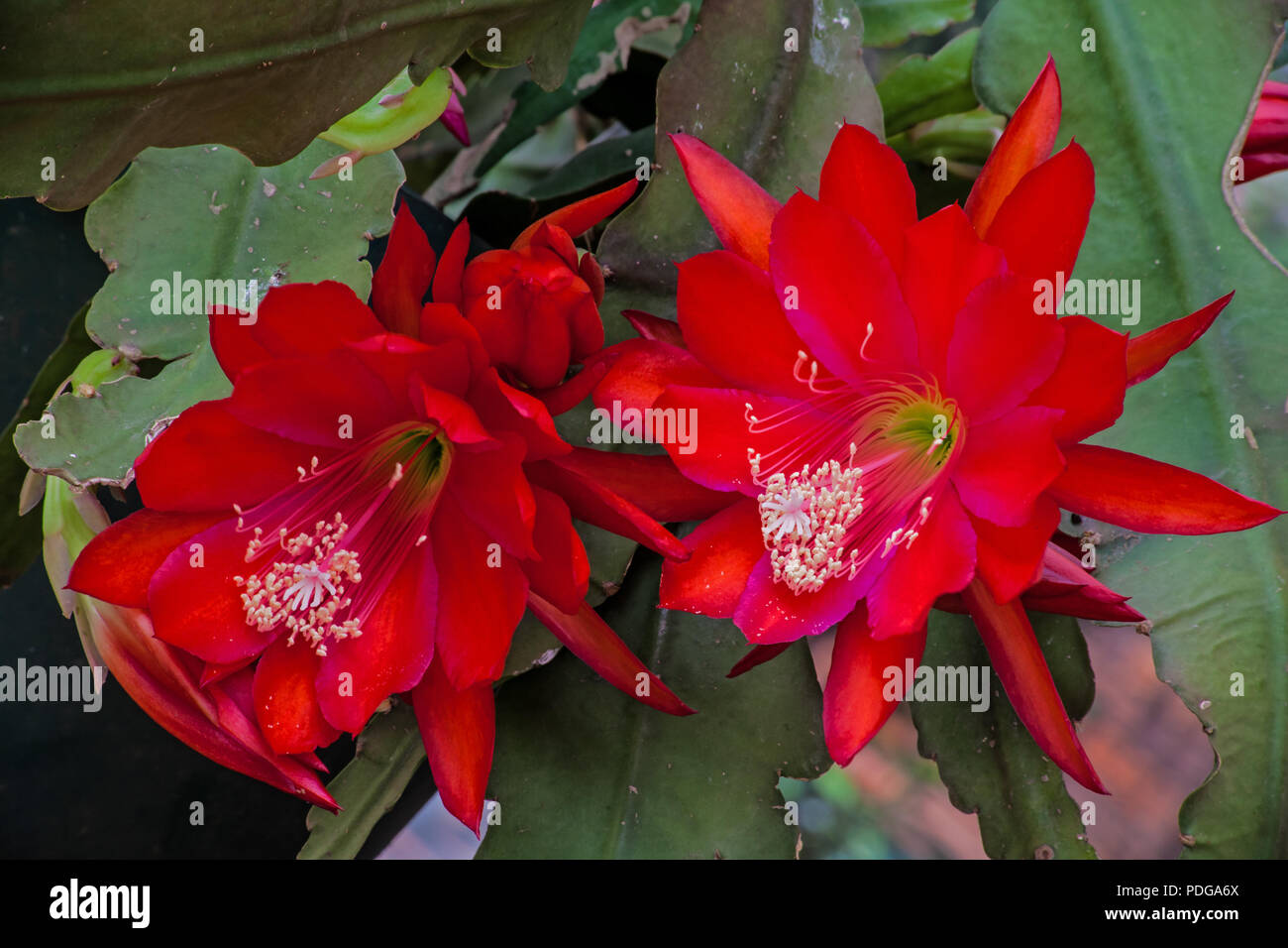 Red Cactus Flower  5 Stock Photo