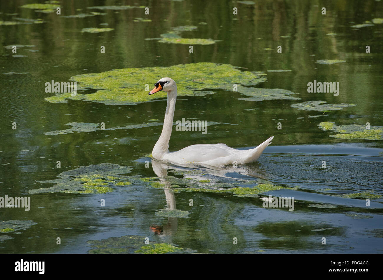 Wildlife Photography Birds and Wild Animals Stock Photo - Alamy