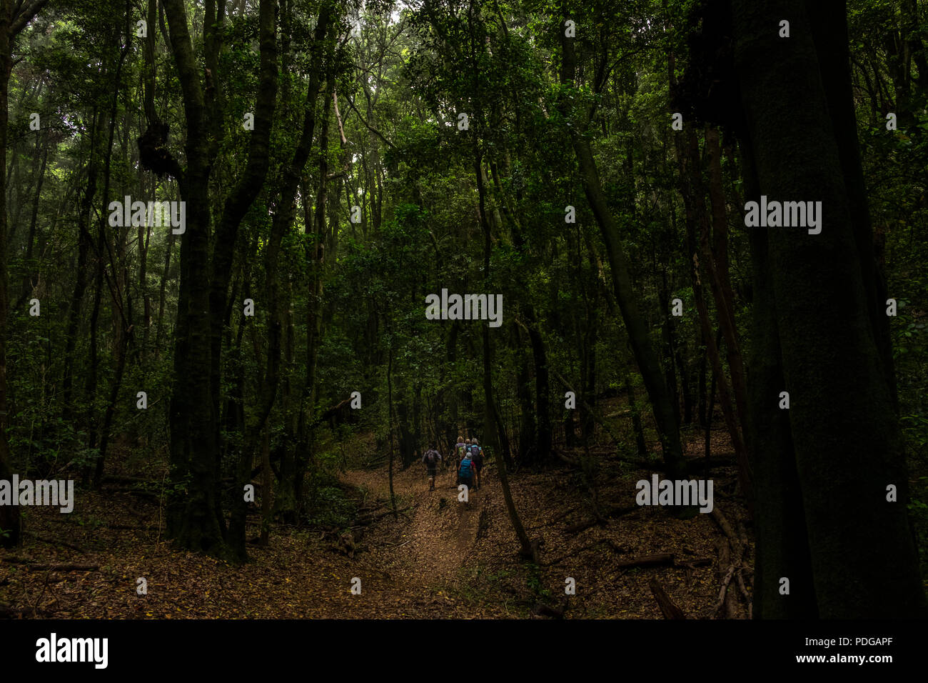 Walking through Laurasilva forest in Anaga region of Tenerife, Canary Islands, Spain Stock Photo