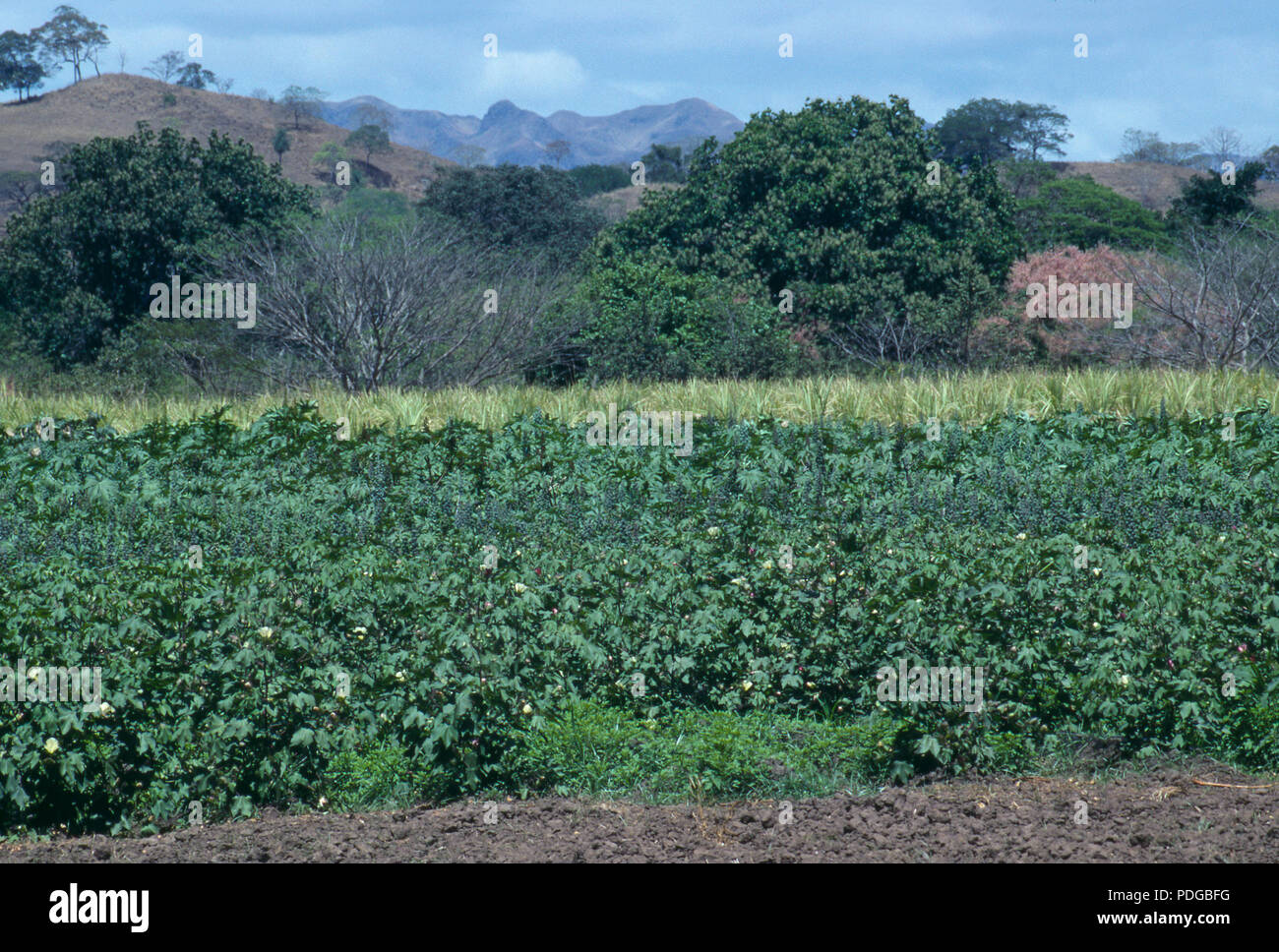 Cotton field in Guanacaste province, Costa Rica. Photograph Stock Photo