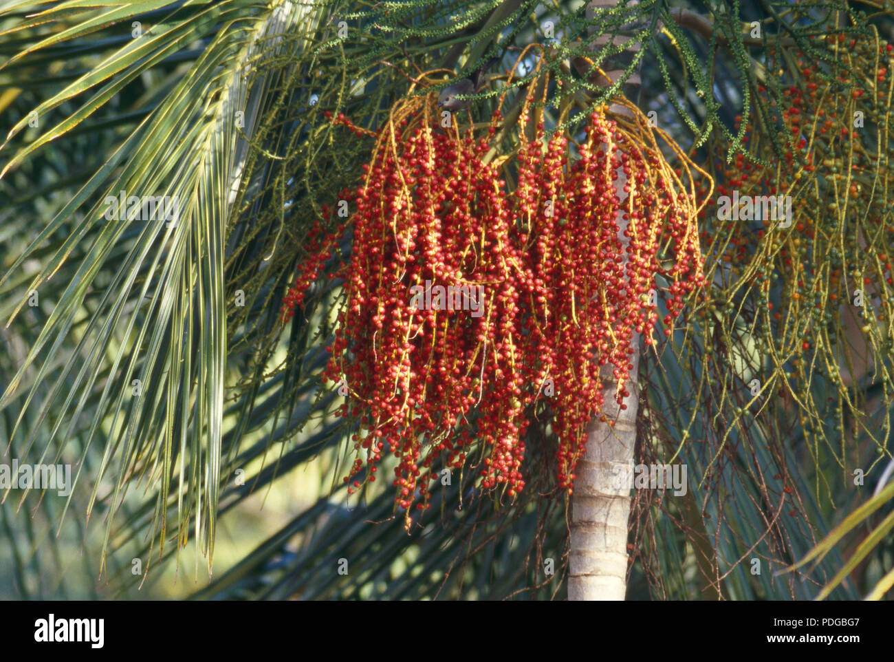 Dates hanging from a palm, Punta Quepos, Costa Rica. Photograph Stock Photo