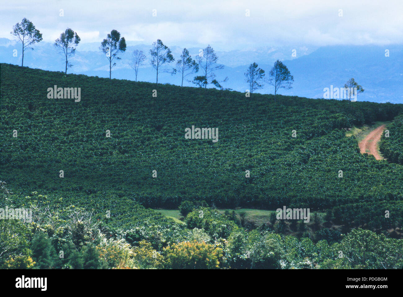 Coffee plantation on Poas Volcano, Costa Rica. Photograph Stock Photo
