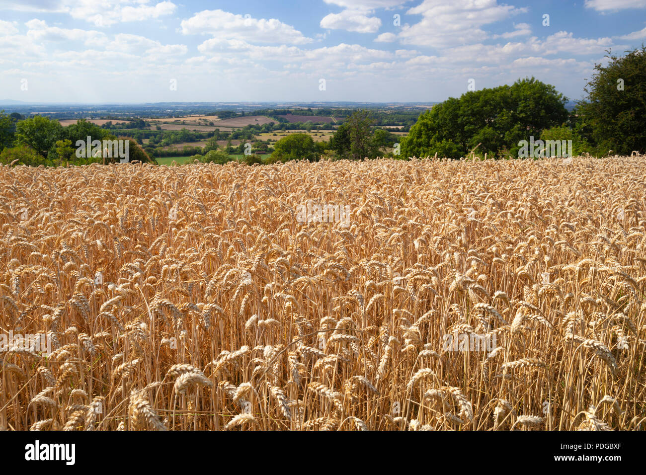 Ripe yellow-brown wheat field with countryside behind in summer, Mickleton, Cotswolds, Gloucestershire, England, United Kingdom, Europe Stock Photo