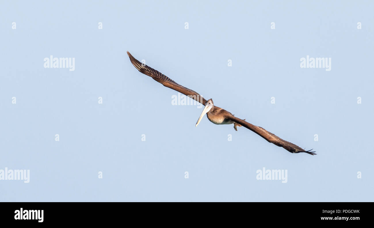 grey pelican flying in a blue sky Stock Photo - Alamy