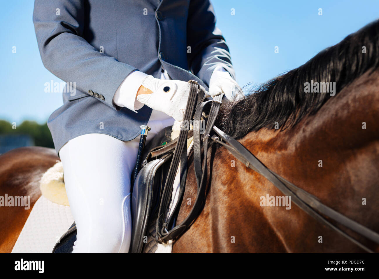 Young skillful equestrian wearing blue gloves sitting on horse Stock