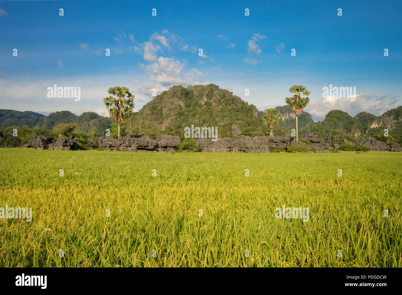 Beautiful stone forest knows as karsts set amid rice fields in Rammang-Rammang park near Makassar, South Sulawesi, Indonesia Stock Photo