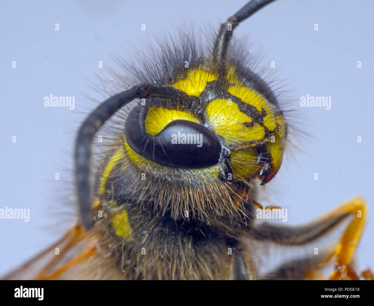 Common Wasp Vespula vulgaris  head of adult Stock Photo