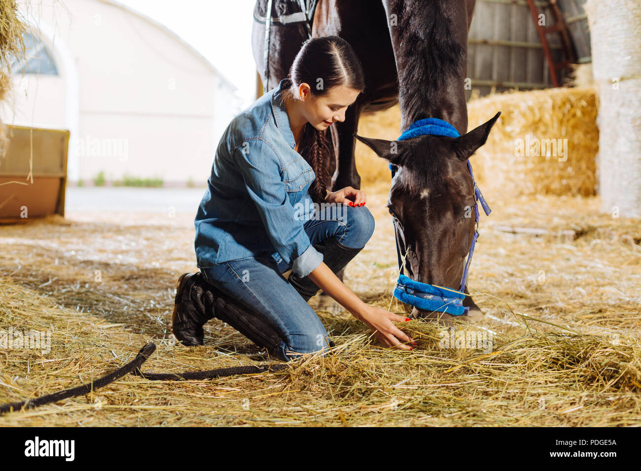 Beautiful horsewoman feeding brown horse with some straw Stock Photo