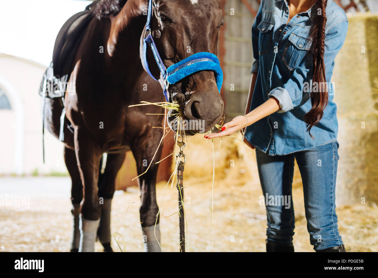 Darkhaired woman with long braid and red nails feeding horse Stock
