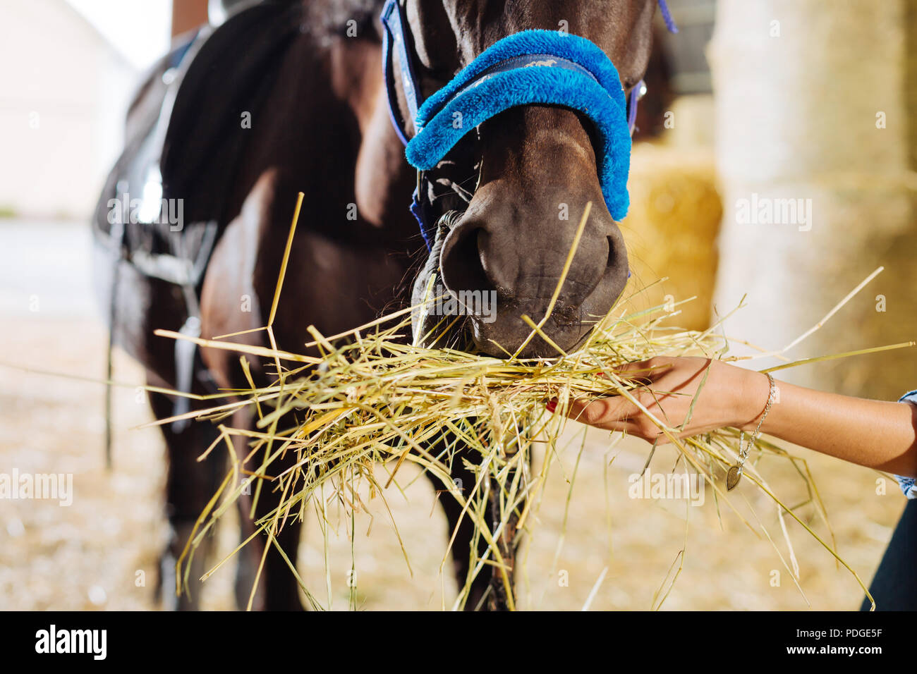 How to care and feed horse hires stock photography and images Alamy