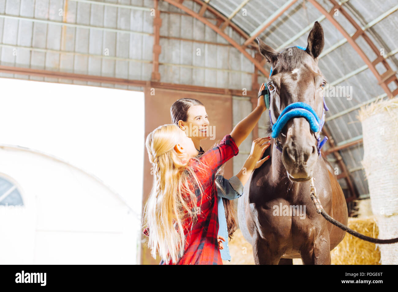 Stylish girl wearing riding boots cleaning racing horse Stock Photo Alamy