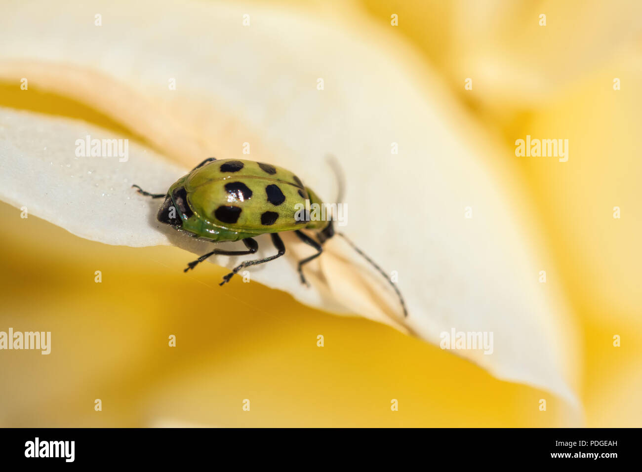 Spotted cucumber beetle (Diabrotica undecimpunctata) on a rose petal