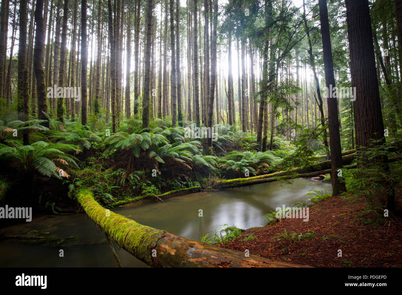 Redwood forest hi-res stock photography and images - Alamy