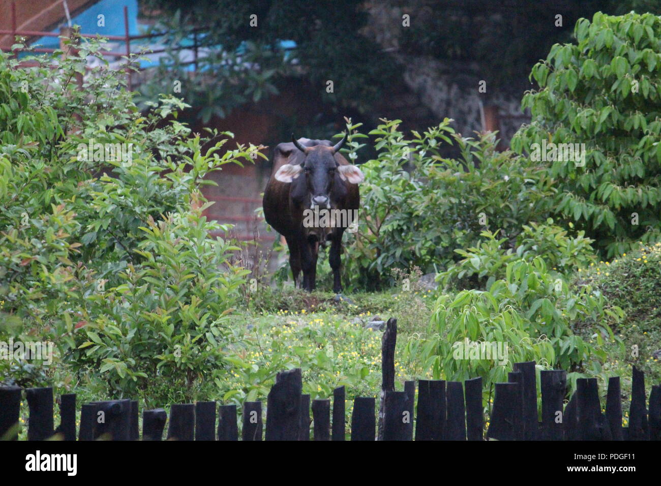 Cow staring from the garden Stock Photo