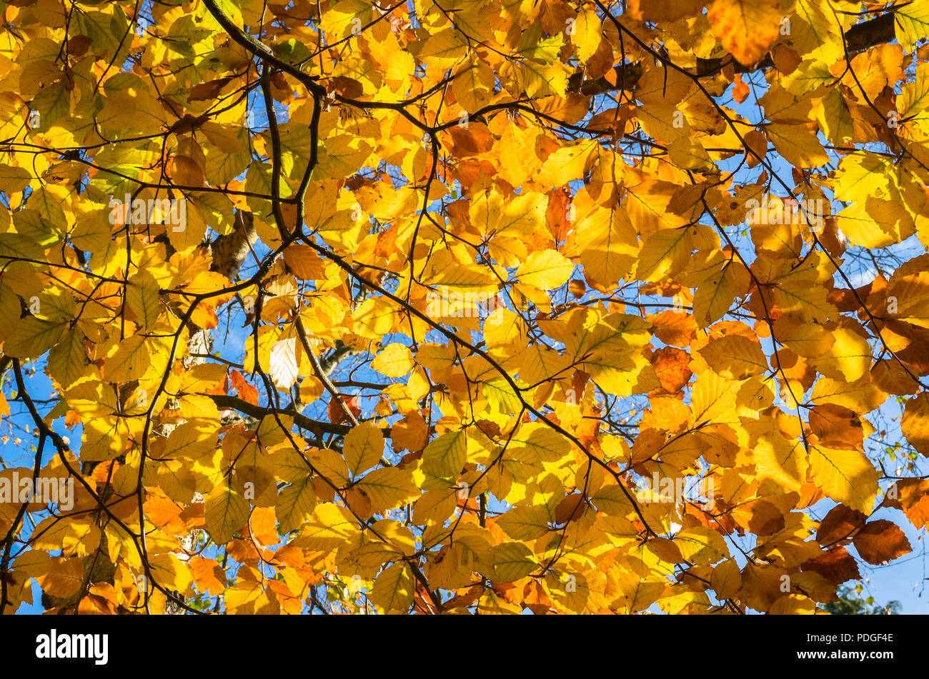 A canopy of golden leaves on a mature beech tree in late autumn in an English garden Stock Photo