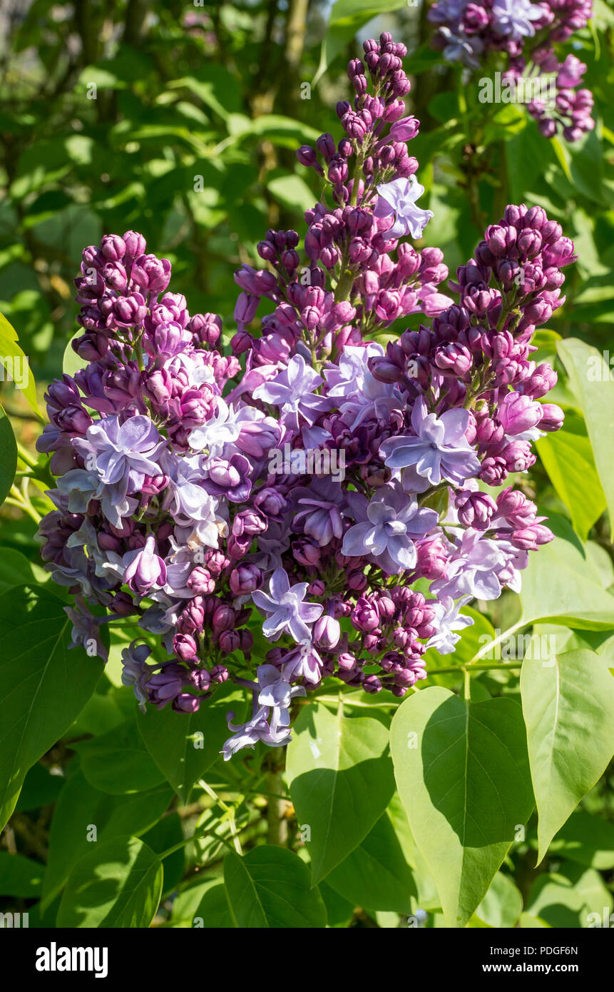 Flowering lilac in and English garden in May Stock Photo