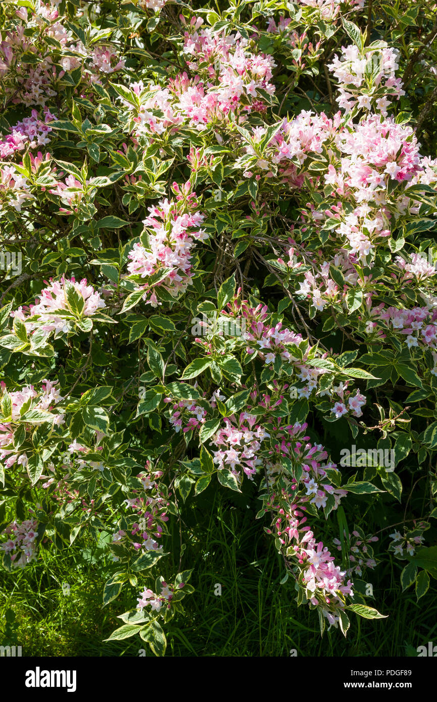 Variegated weigela hi-res stock photography and images - Alamy