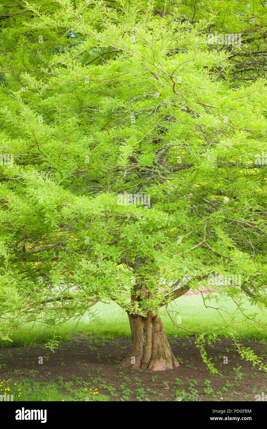 Swamp Cypress tree with light green feathery foliage in an English garden in June Stock Photo