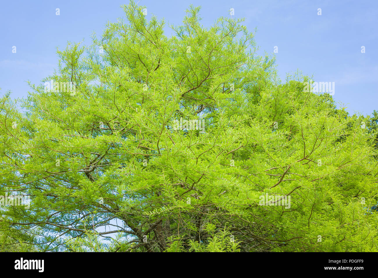 Swamp Cypress tree with light green feathery foliage in an English garden in June Stock Photo