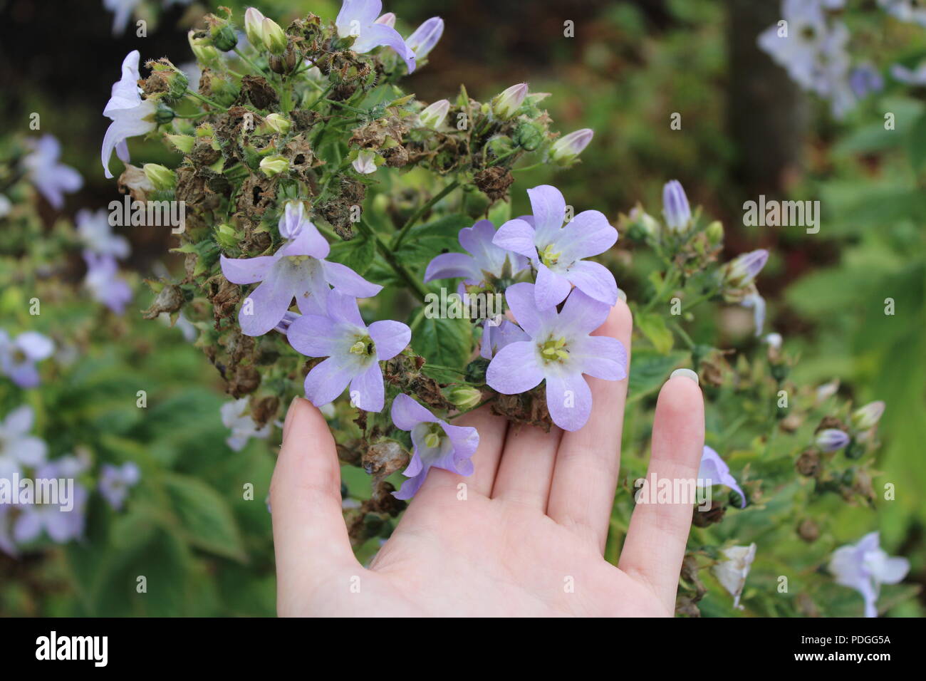 Featured image of post Hand Holding Flower Aesthetic The aesthetic community on reddit