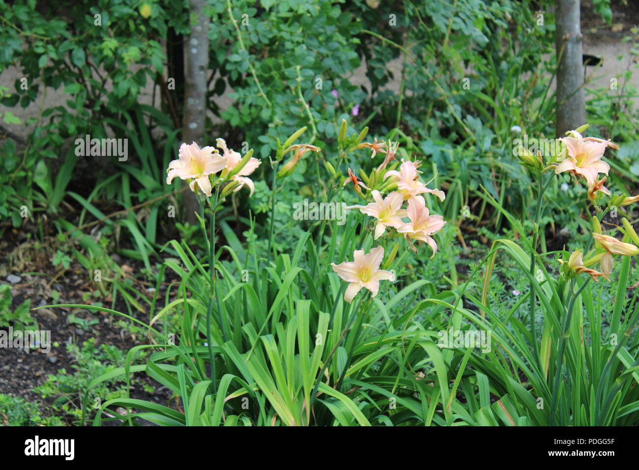 Simple flowers Stock Photo