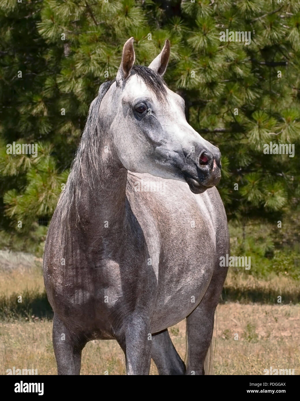 head shot of a beautiful grey arabian horse mare at liberty with a