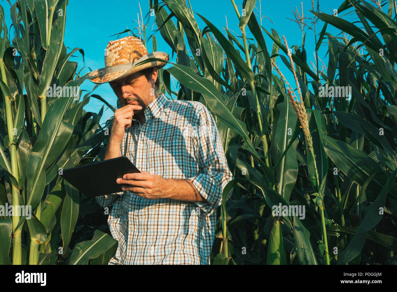 Farmer agronomist with tablet computer in corn crop field, serious ...