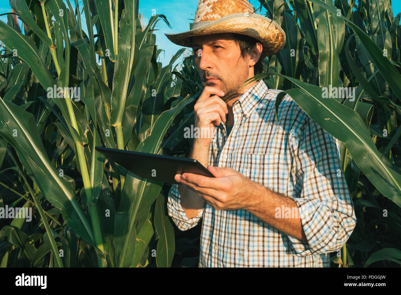 Farmer agronomist with tablet computer in corn crop field, serious ...